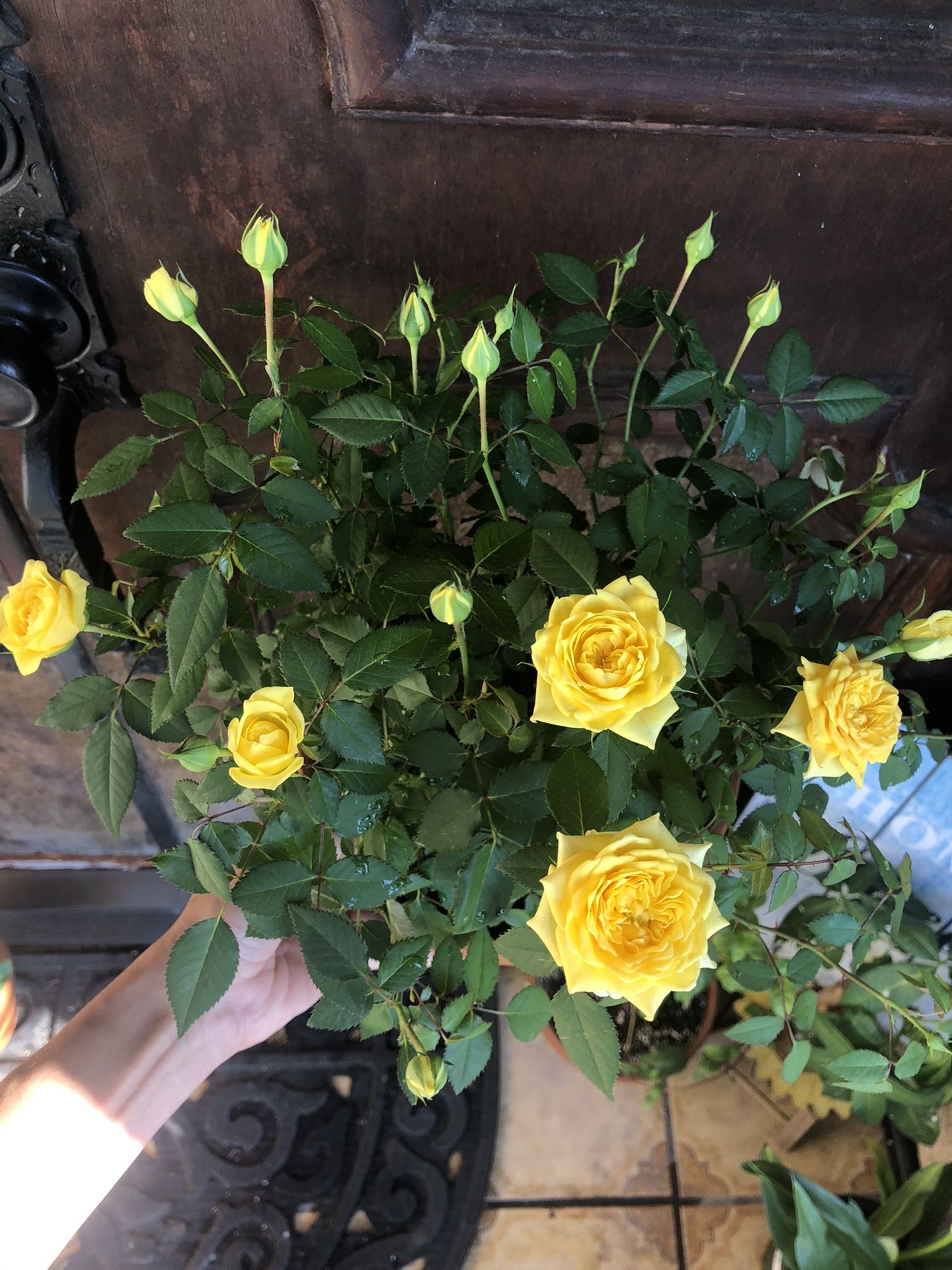 Beautiful mini roses plant!