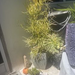 Fire Stick Plant 