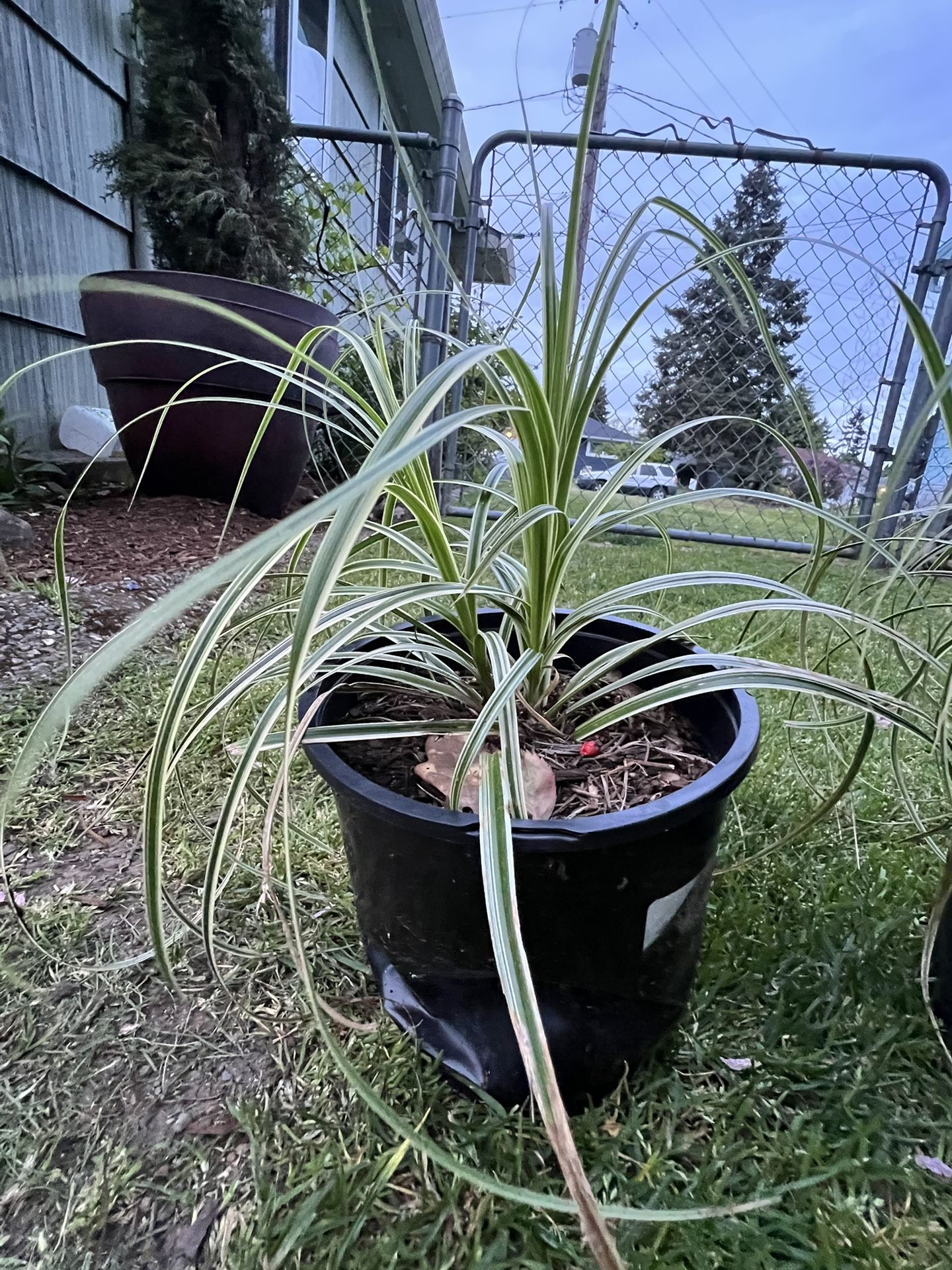 plants