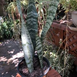 Snake Plant