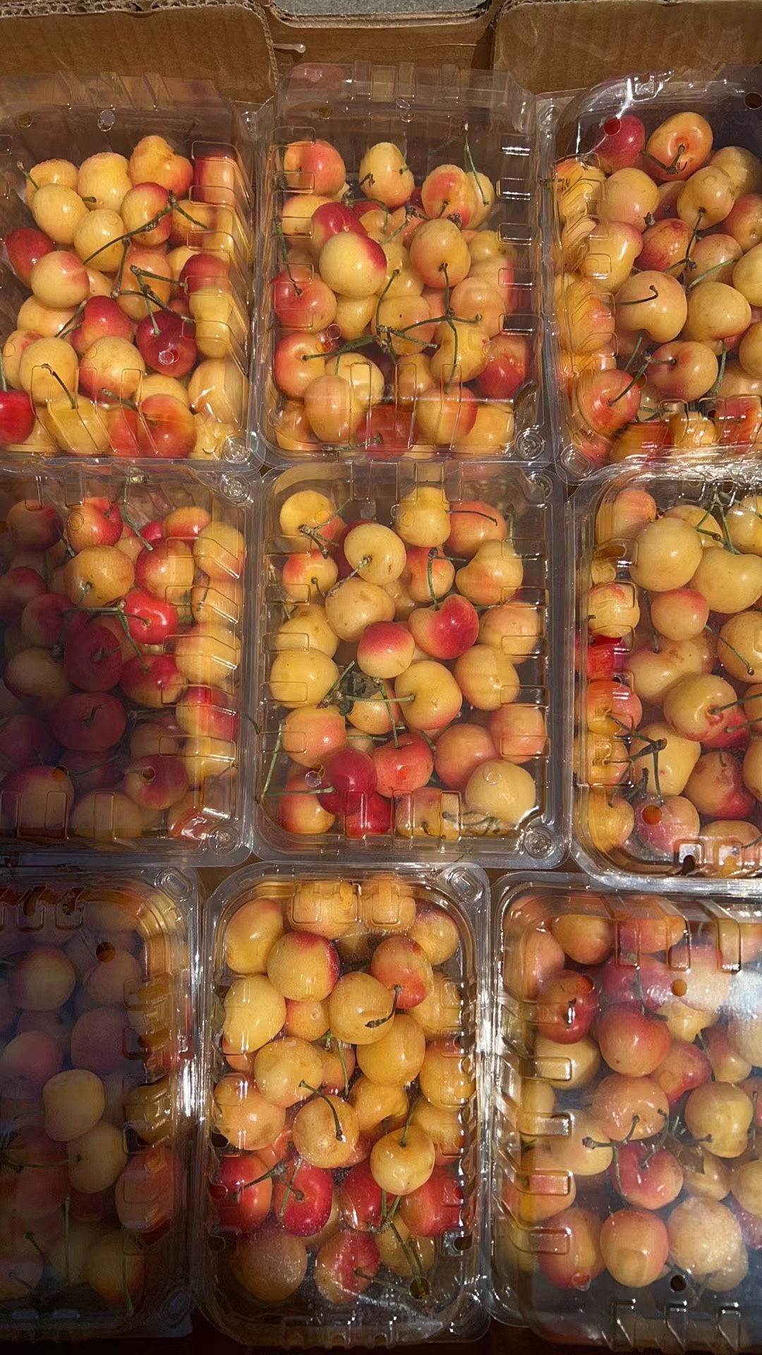 Rainier Sweet Cherries ✨ Extra juicy · Crisp · Naturally sweet 📦 2 lbs per box 💰 Only $15 each! 🛒 Limited quantity – grab yours while they’