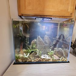 10 Gallon Rimless W/ Filter Lamp Included 