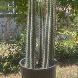 Healthy Blue Cactus 