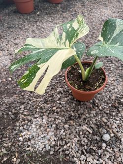 Variegated Monstera Thai Plant