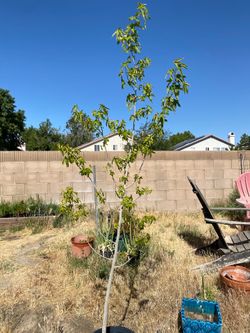 Mulberry Shade Tree