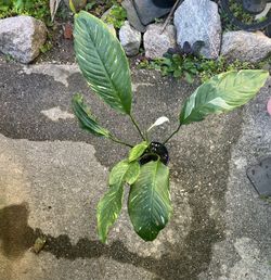 Variegated Peace Lily Plant