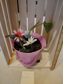 Plant