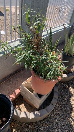 Maseta $20