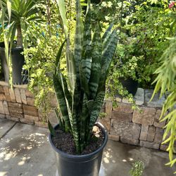 Lengua De Suegra