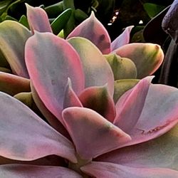 Variegated Echeveria 3 Heads Pick Up In Upland  