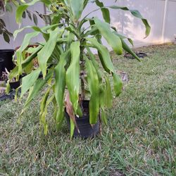 Cane Plant Outdoor/indoor Price For Each