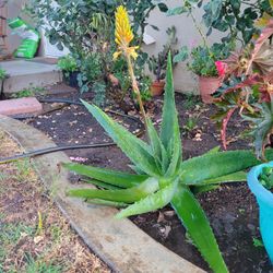 ALOE VERA 