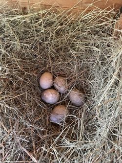 Cayuga Newbies For Sale! 