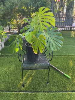Monstera
