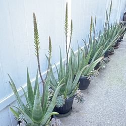 Aloe Vera - 7x