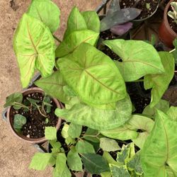 Arrow Head Plant 4in Pot