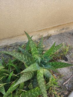 Flowering Succulents