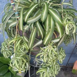 Spider Plants