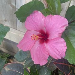 🌺🌺PINK HIBISCUS 🌺🌺