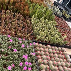 2” Succulents $1.35 Each Or $63 For Tray Of 64 Plants 