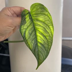 Monstera Siltipecana EL Salvador plant CUTTING