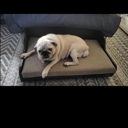 Raised Wood Frame Pet Bed with Easy to Clean Mattress for Small Pets