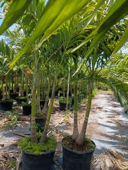Christmas Palms over 8 feet tall instant privacy fence