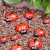Lady Bug Kelly