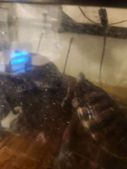 Turtles need re-homing