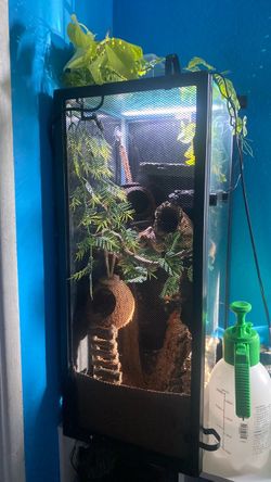 Crested gecko