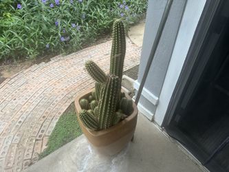 Healthy Golden Torch Cactus in Ceramic Planter – $60