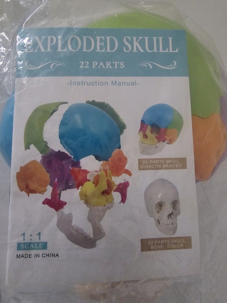 Detachable Anatomical Skull