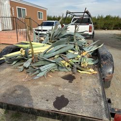 Maguey Para Curar enfeemedades