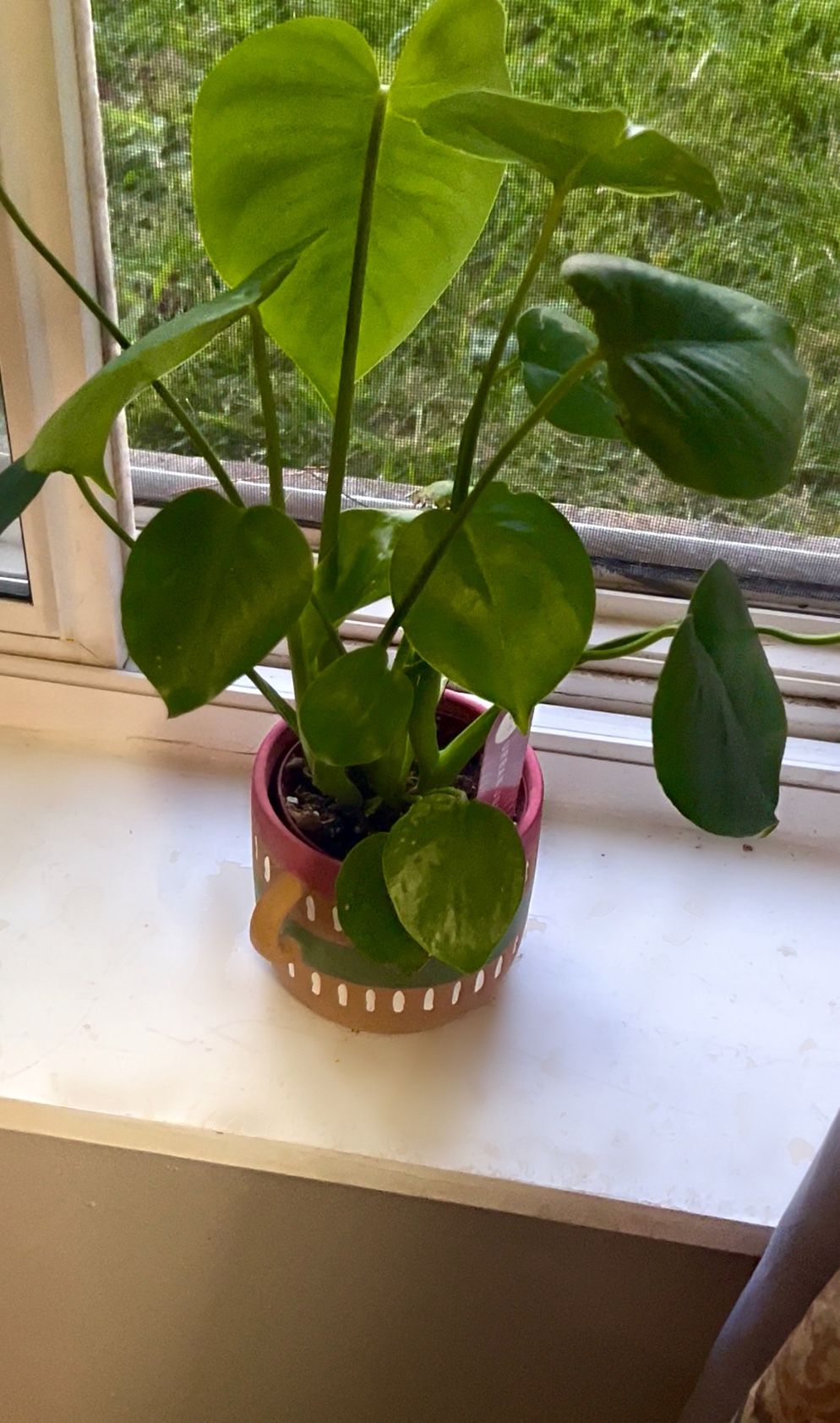 Real Live Monstera Plant in Decorative Pot