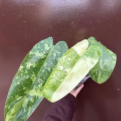 5” José Buono Philodendron 