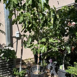 Green Fig Trees 15 gallons