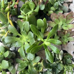 Nursery Mini 2” Succulent Arrangements 