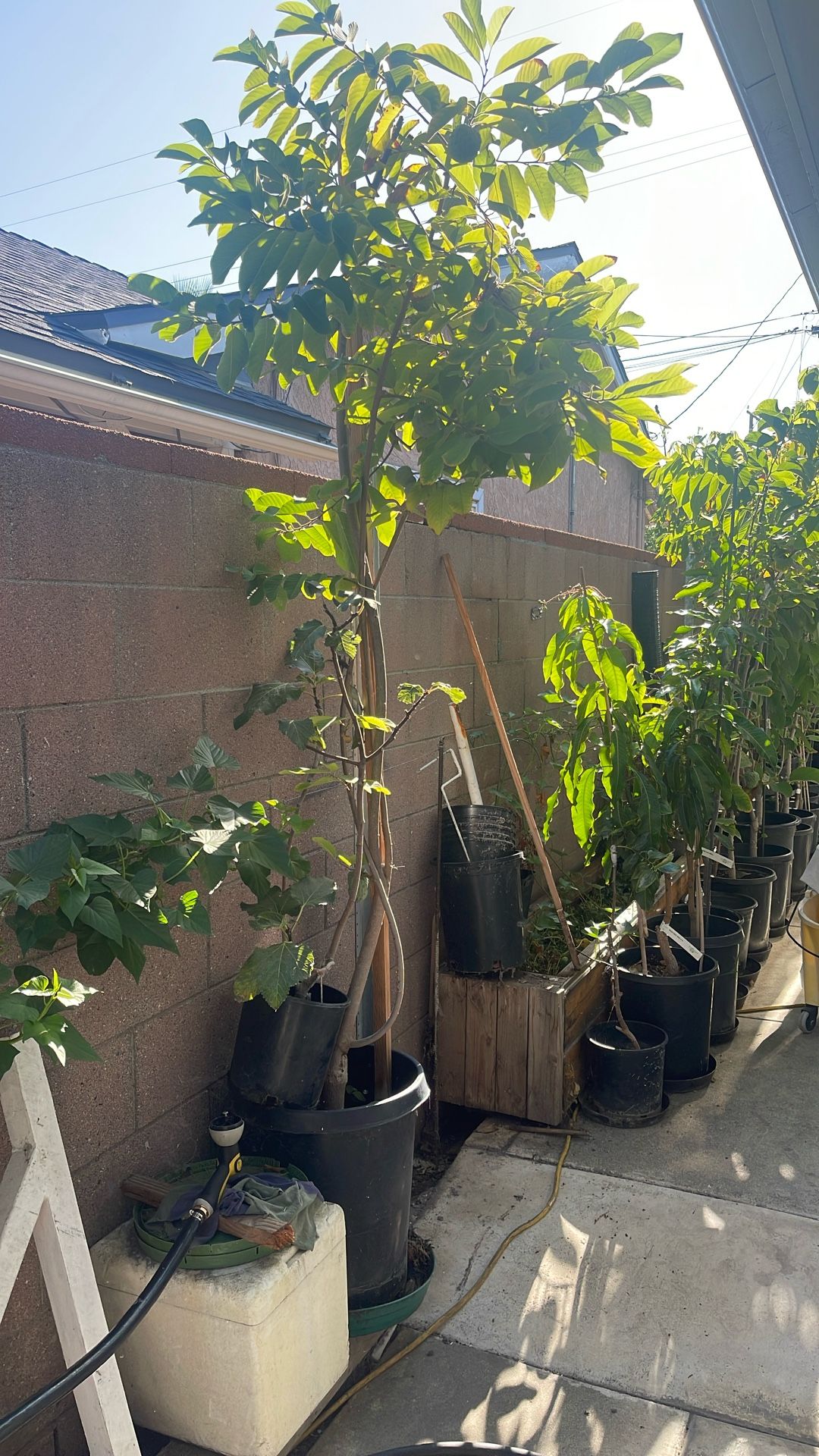 Grafted Dream Atemoya (huge Plant With Fruit, Over 8 Ft With Fruit)