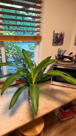Plant cutting