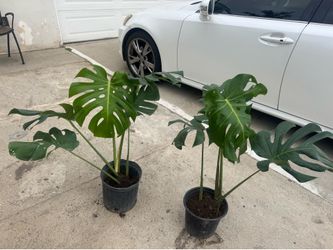 Monstera 25$ each