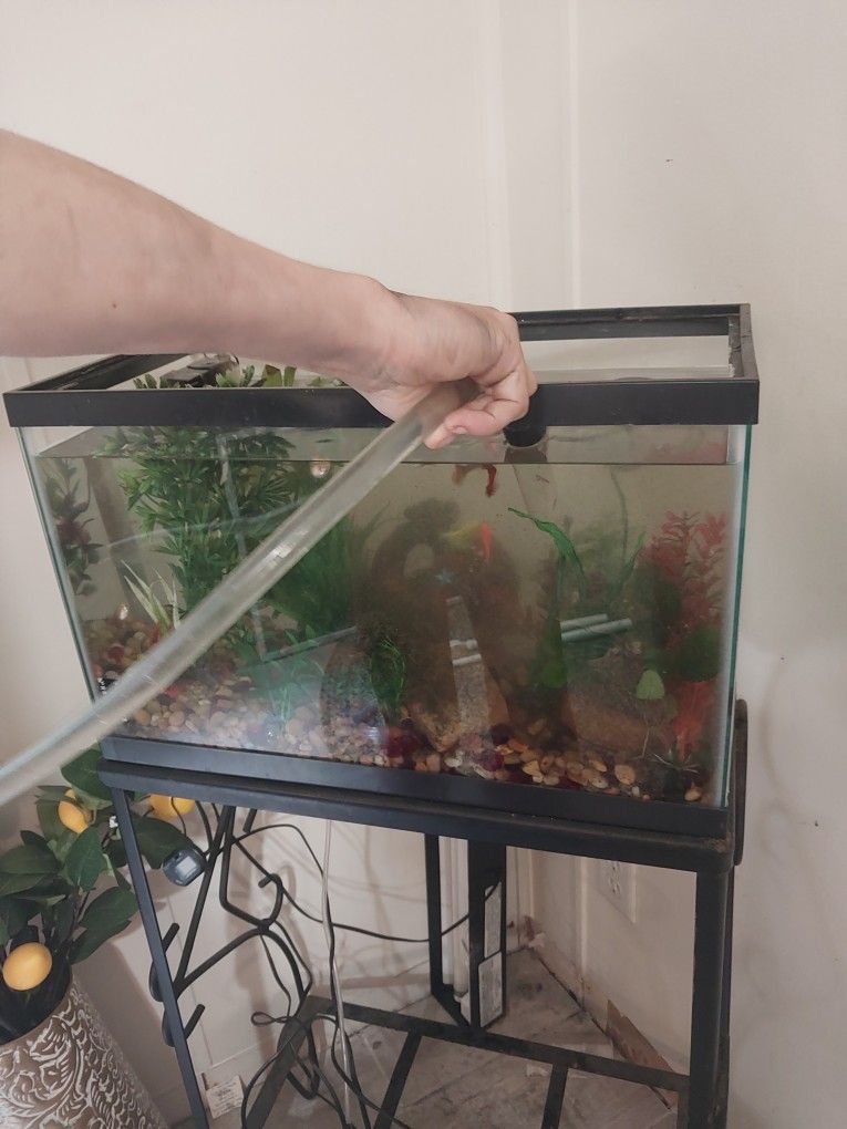 10 Gallon Aquarium, Lid, And Stand
