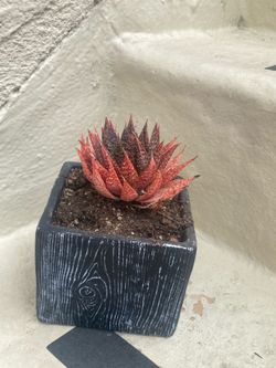 Small red Cactus so pretty $5