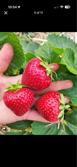Fruit plants sale