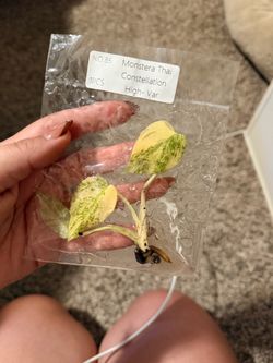 Monstera Thai Cons high variegated TC