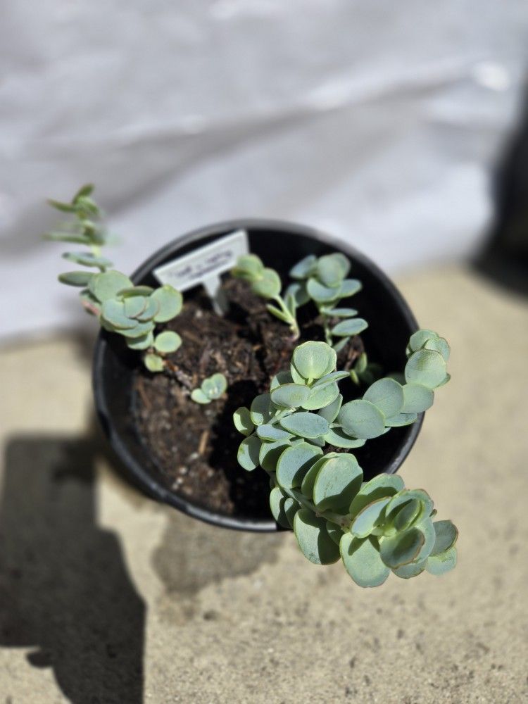 Succulent