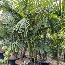 King Palm Trees