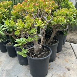 Large Jade Plants 