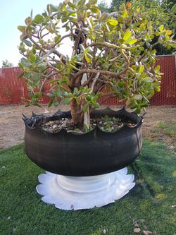 UNIQUE POT TODAYS SPECIAL $70