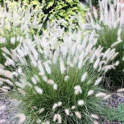 ‘Little Bunny’ Dwarf Fountain Grass Perennial Plants 