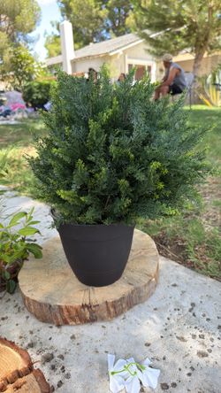 Bush